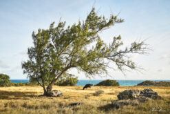 andre donawa fine art photography a cow by the sea Barbados