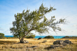 andre donawa fine art photography a cow by the sea Barbados