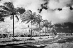 andre donawa fine art photography black and white coconut trees Barbados
