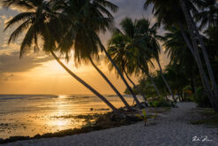 andre donawa fine art photography coconut trees beach Sunset Barbados