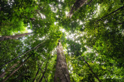 andre donawa fine art photography looking up at green trees in Dominica