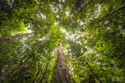 Fine art photograph of a forest in Dominica by Andre Donawa