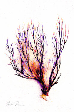 andre donawa fine art photography seafan Barbados