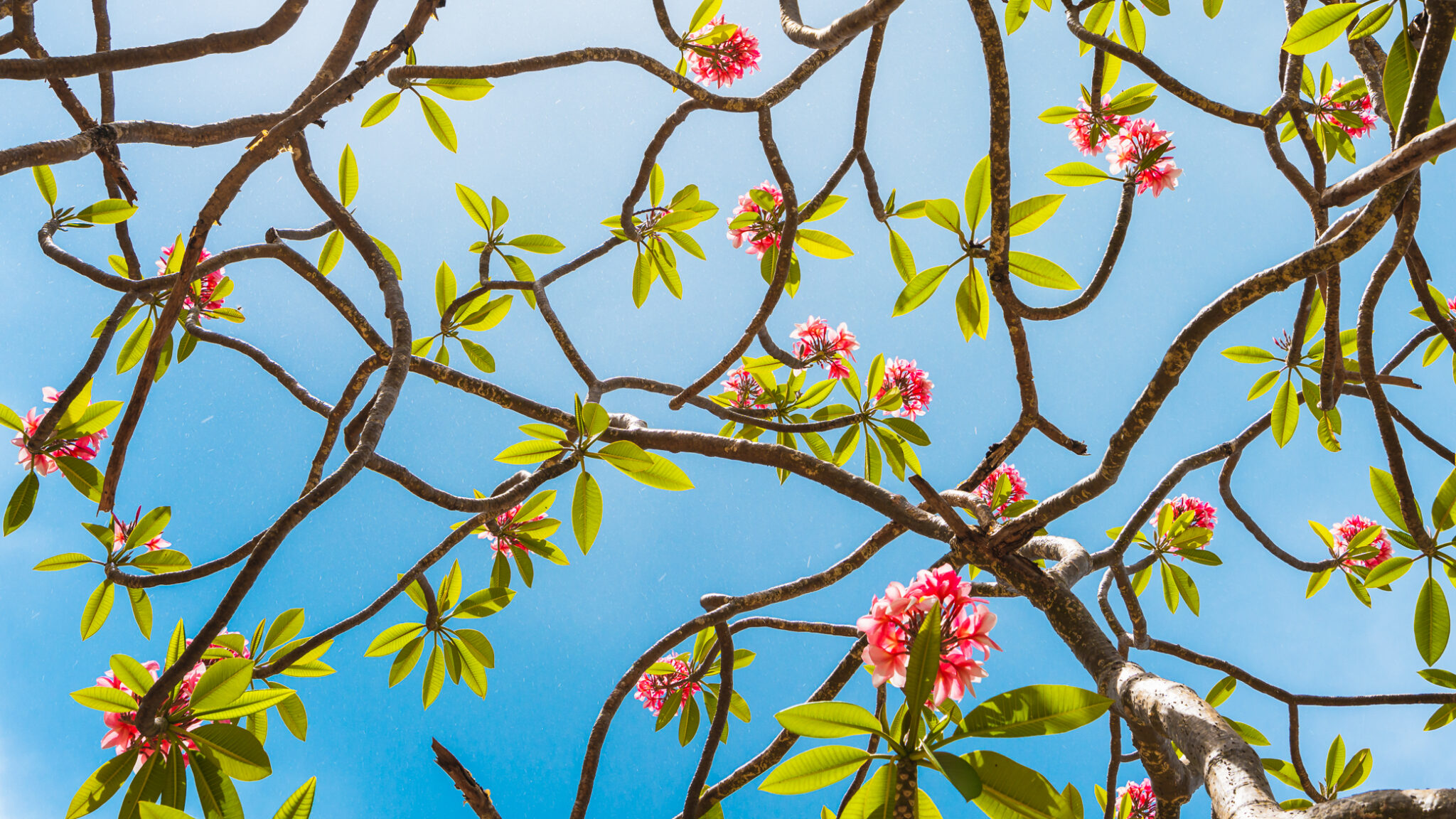 andre donawa fine art photography frangipanni barbados