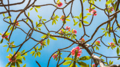 andre donawa fine art photography frangipanni barbados