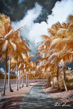 andre donawa fine art photography infrared coconut trees barbados