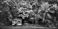 andre donawa fine art photography black and white house with trees Barbados