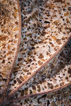 andre donawa fine art photography abstract leaf Barbados