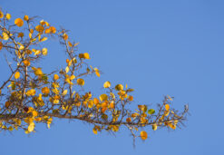 andre donawa fine art photography a yellow in a blue sky nature Barbados