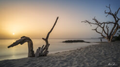 Fine art photograph of drift wood, swan sunset in Barbados by Andre Donawa