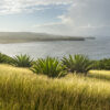 Fine art photograph of aloe plants along the coast of Ragged Point, Barbados by Andre Donawa