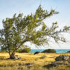 Fine art photograph of a cow by the sea, Barbados by Andre Donawa.