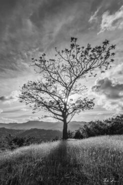 Fine art photograph of tree on a hill, Barbados by Andre Donawa.