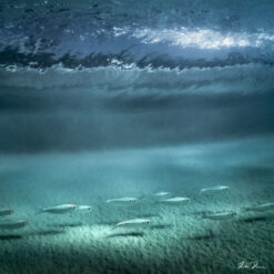 Fine art seascape photograph of small fish swimming under a breaking wave, Barbados by Andre Donawa.