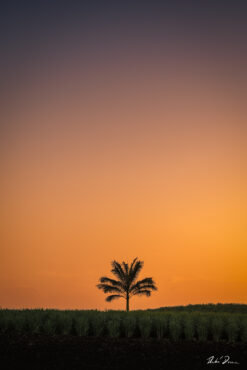 Fine art minimilistic photograph of palm tree, Barbados by Andre Donawa.