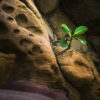Fine art photograph of plant and rocks, Barbados by Andre Donawa.