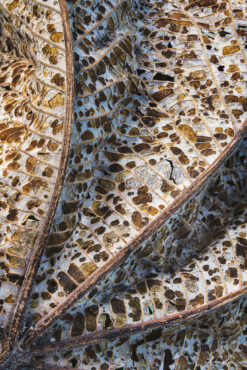 Fine art photograph of abstract leaf, Barbados by Andre Donawa.