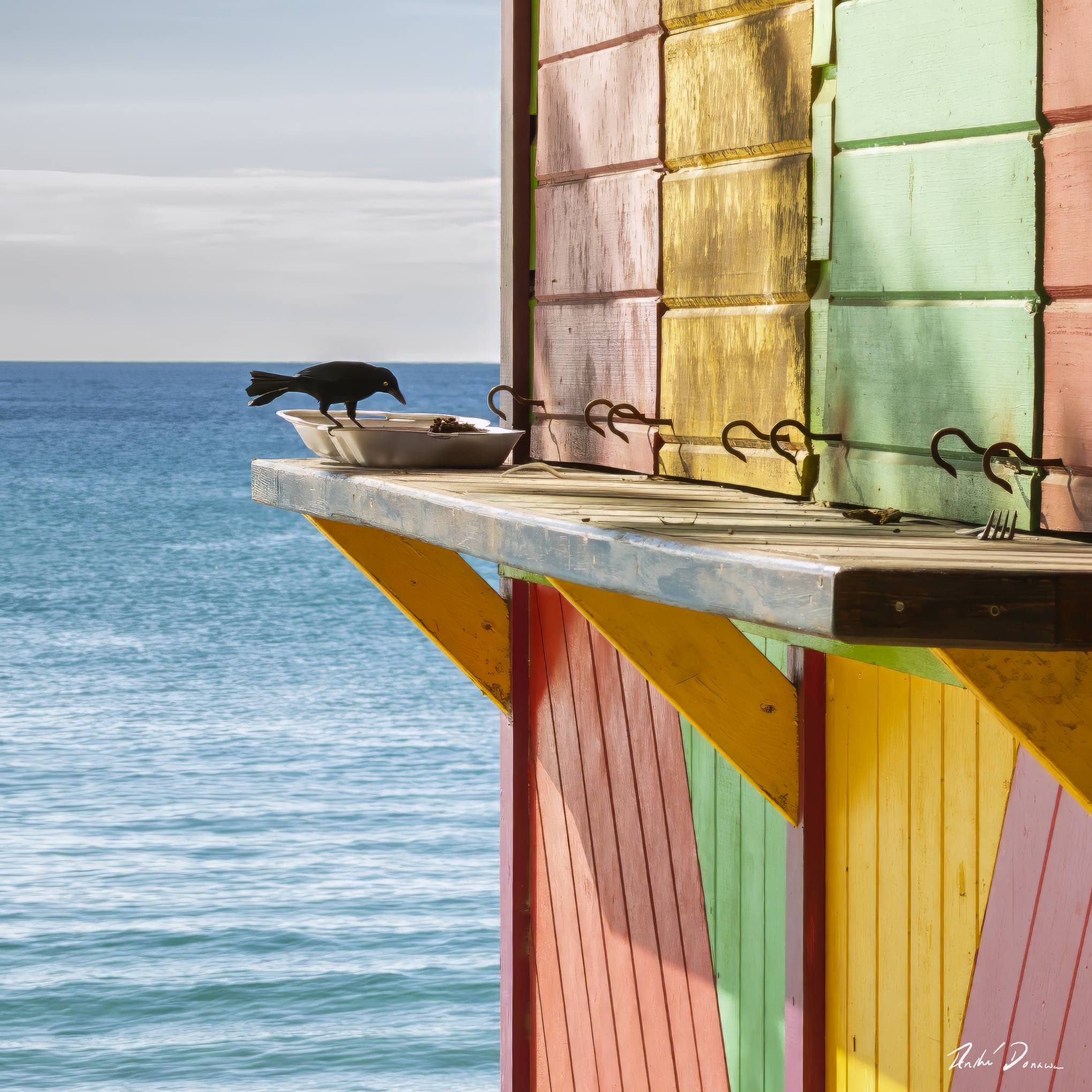 Tropical scene of a blackbird eating by sea with colourful buildings