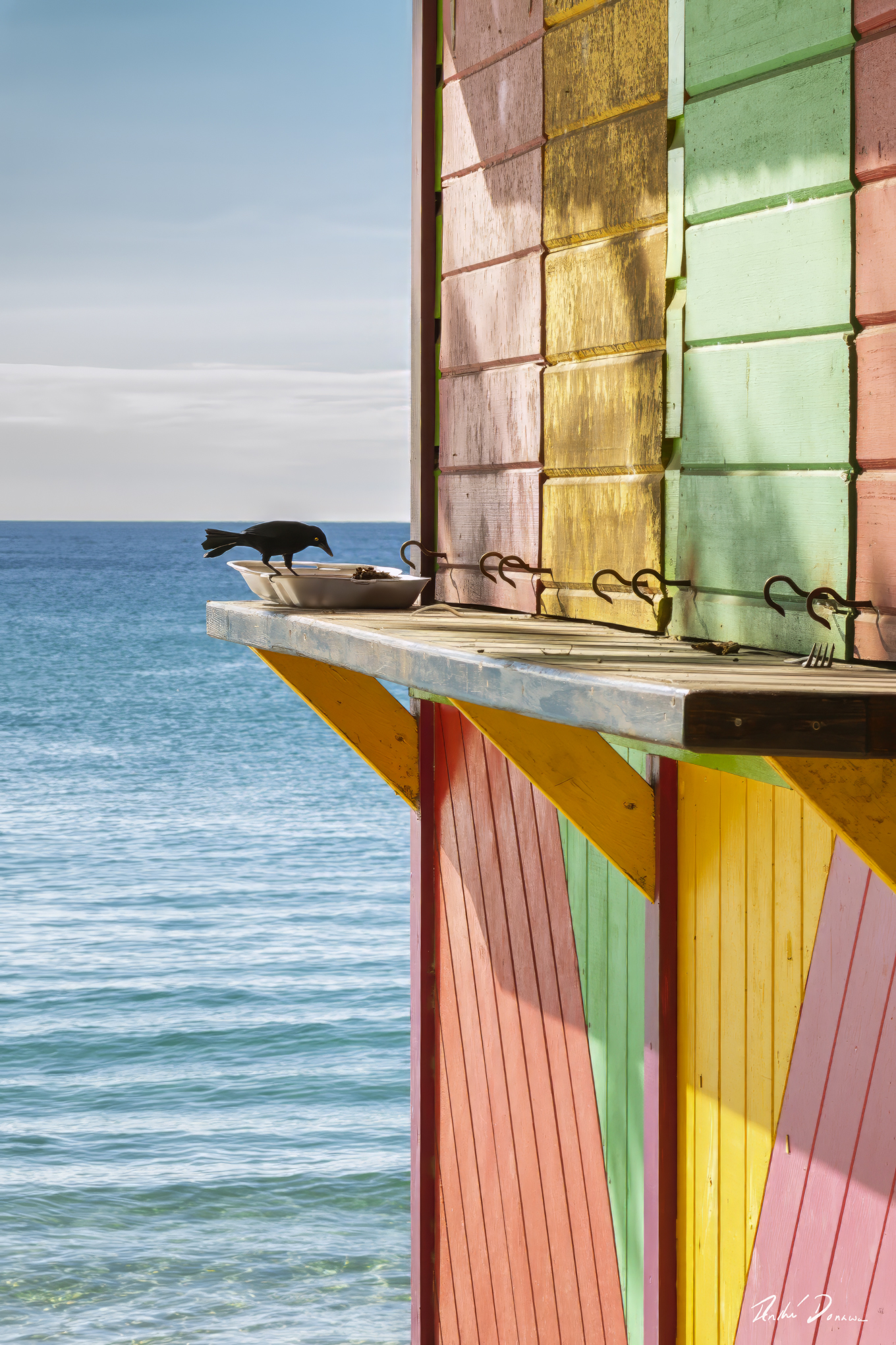 Tropical scene of a blackbird eating by sea with colourful buildings